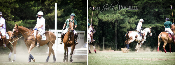 Polo Ponies 4